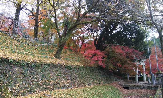 Autumn leaves in Akizuki Castle Site.