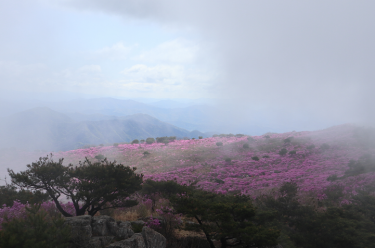 頂上付近に現れるピンクの花園~ピスル山Part2~